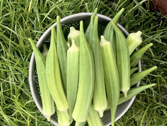 A sieve full of okra