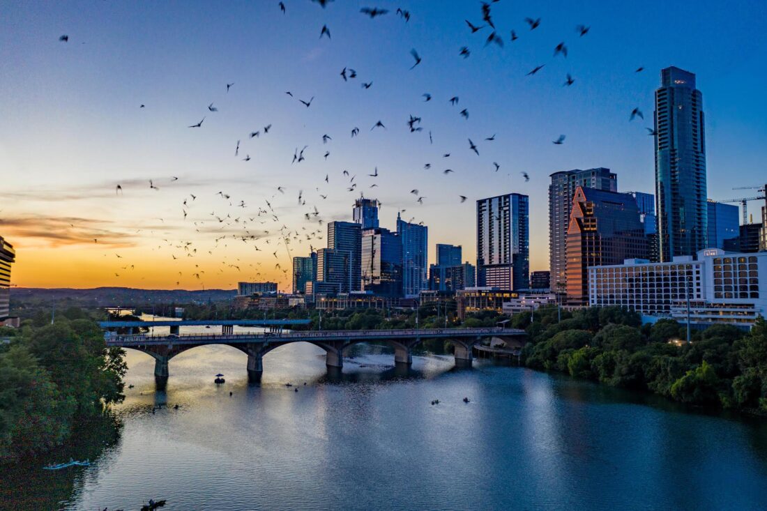 Bats fly through a cityscape