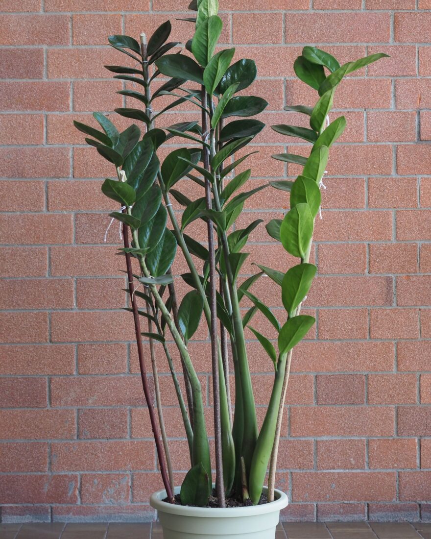 A potted Zamia plant