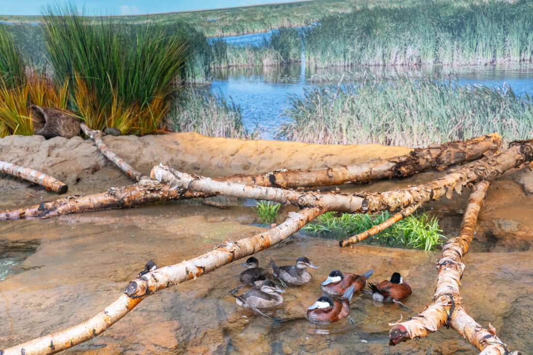 Ruddy ducks in a museum enclosure