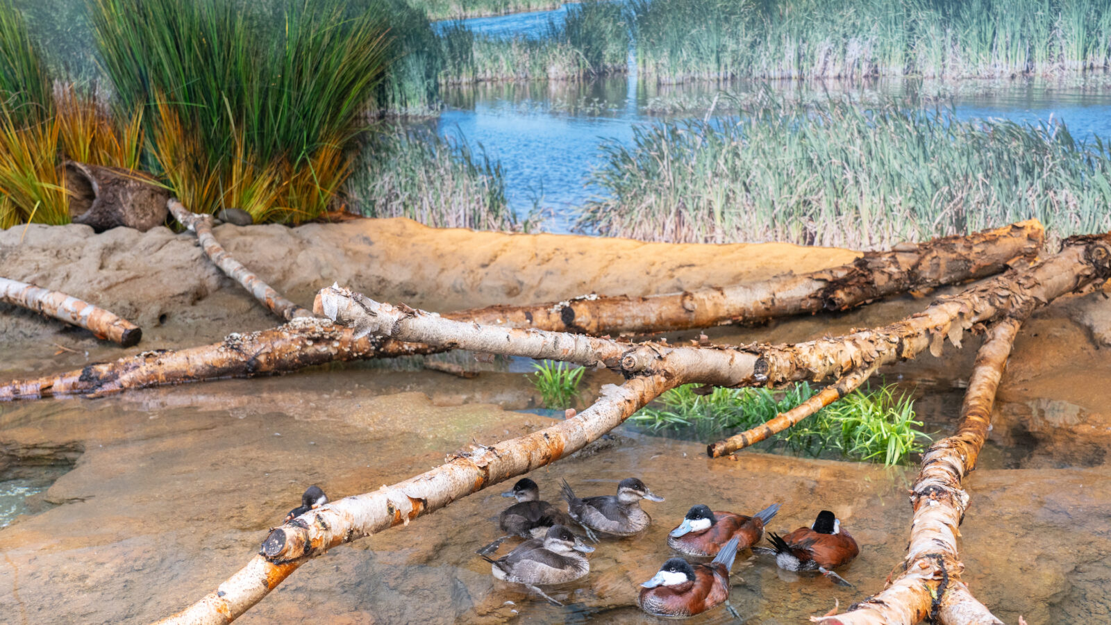 Ruddy ducks in a museum enclosure