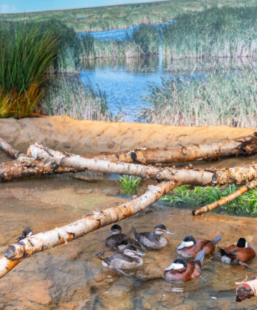 Ruddy ducks in a museum enclosure