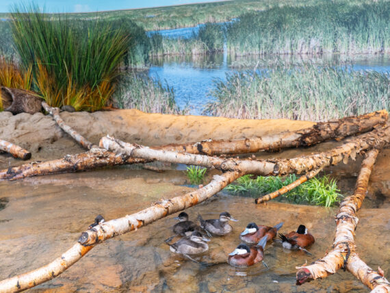 Ruddy ducks in a museum enclosure