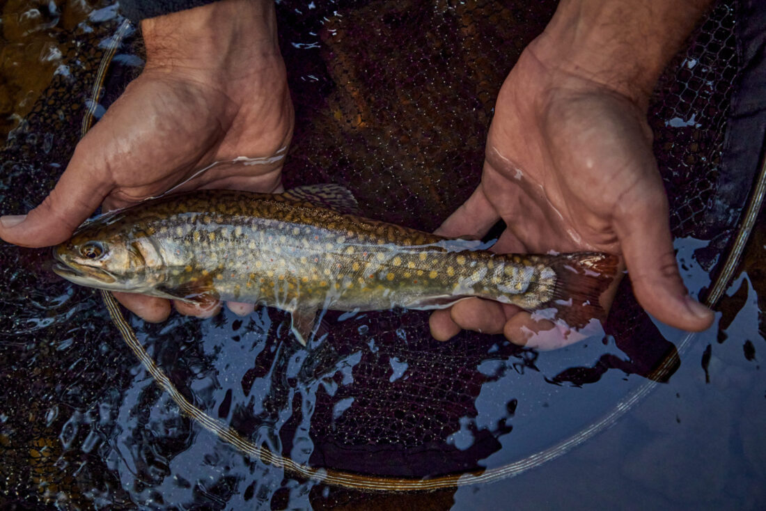 A brook trout in a person's hands
