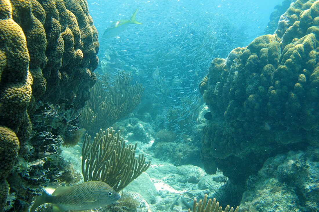 An underwater image of a coral reef