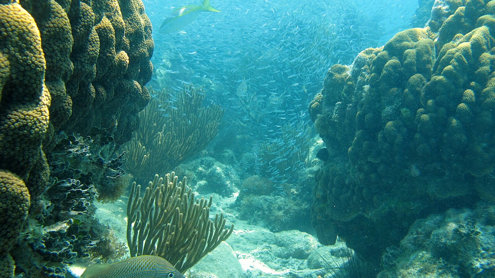 An underwater image of a coral reef