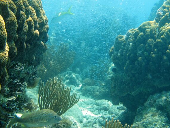 An underwater image of a coral reef