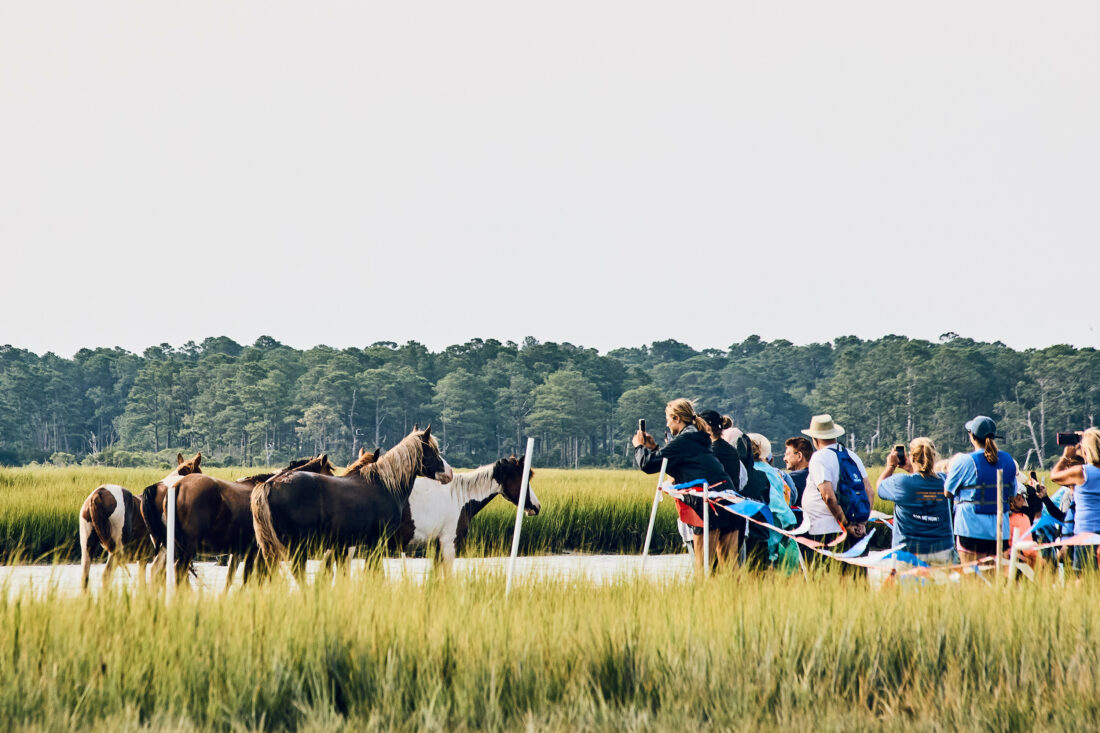Ponies in a marsh