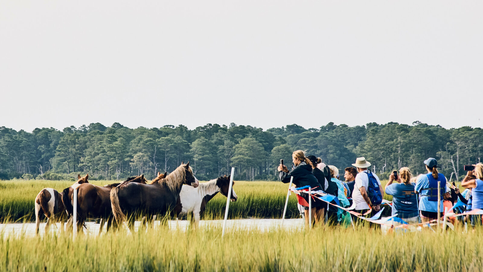 Ponies in a marsh
