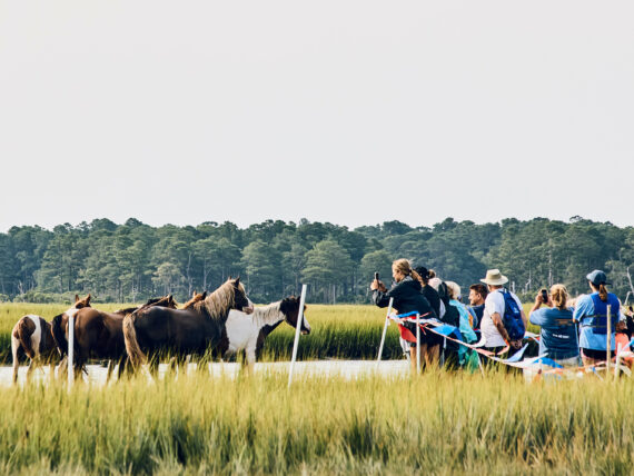 Ponies in a marsh
