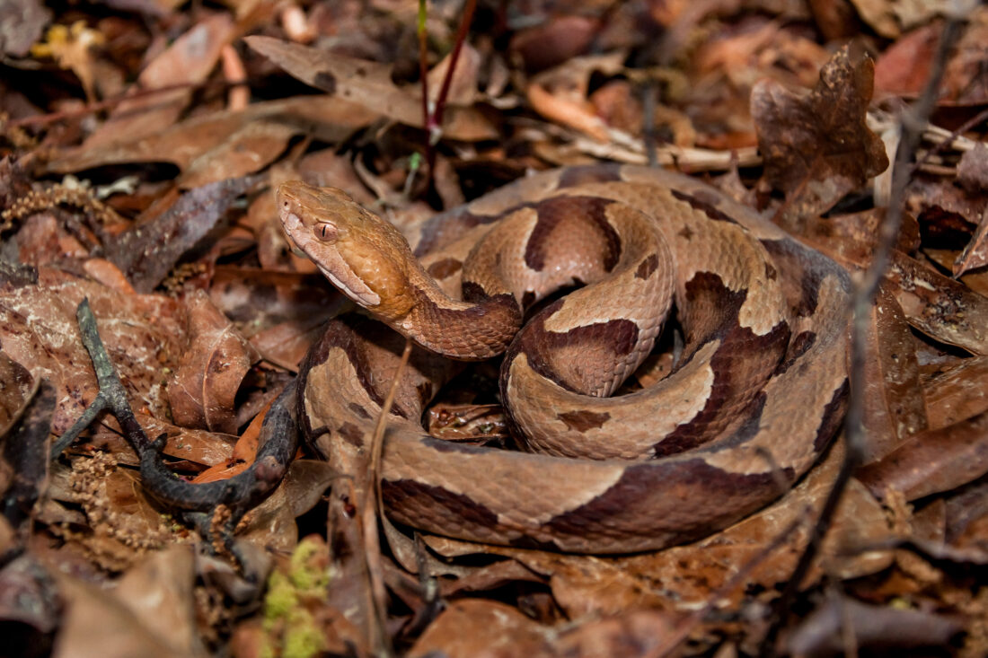 A copperhead