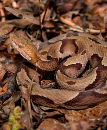 A copperhead