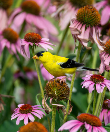 A yellow American finch perches on top of a coneflower in a field of coneflowers.