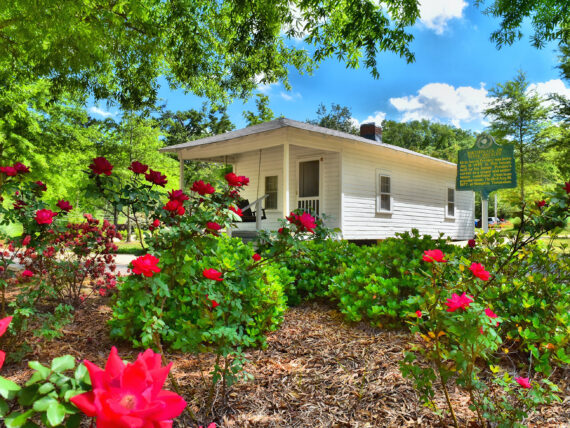 A white cottage surrounded by pink rose plants