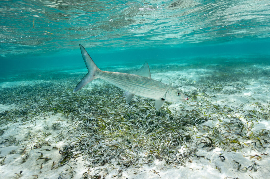 A bonefish on a saltwater flat.