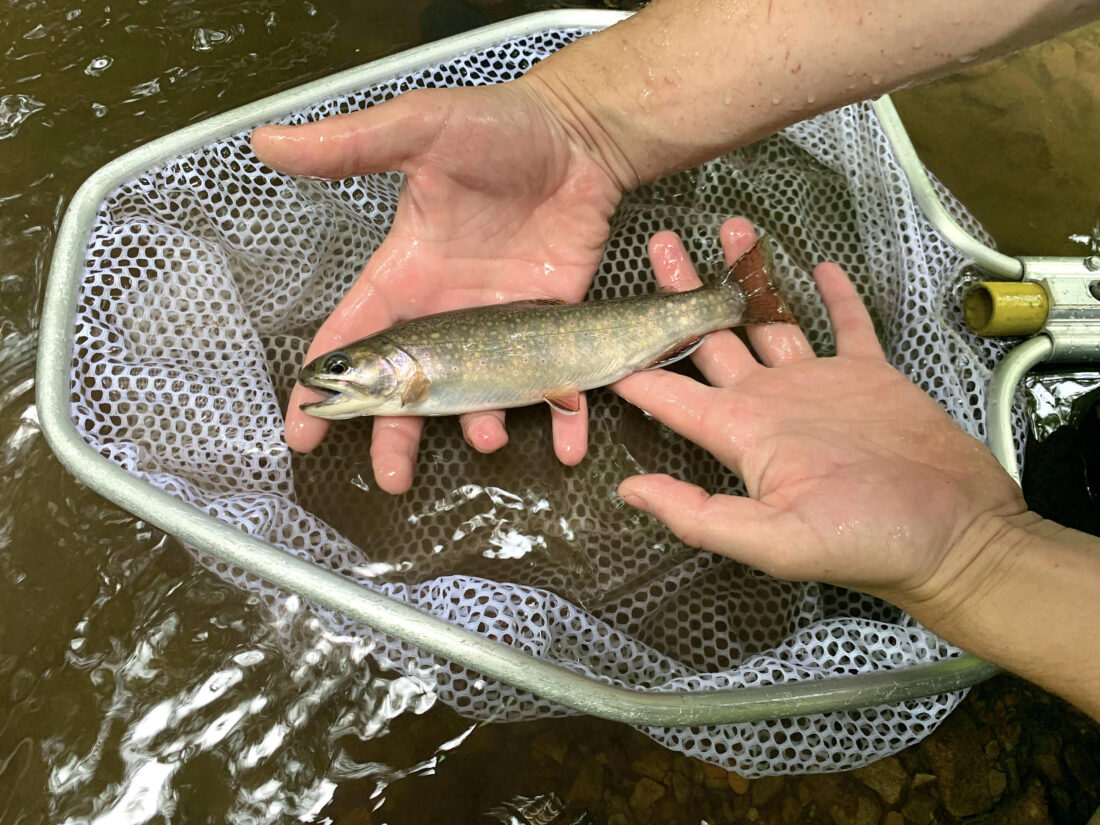 A hand holds a brook trout