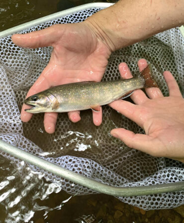 A hand holds a brook trout