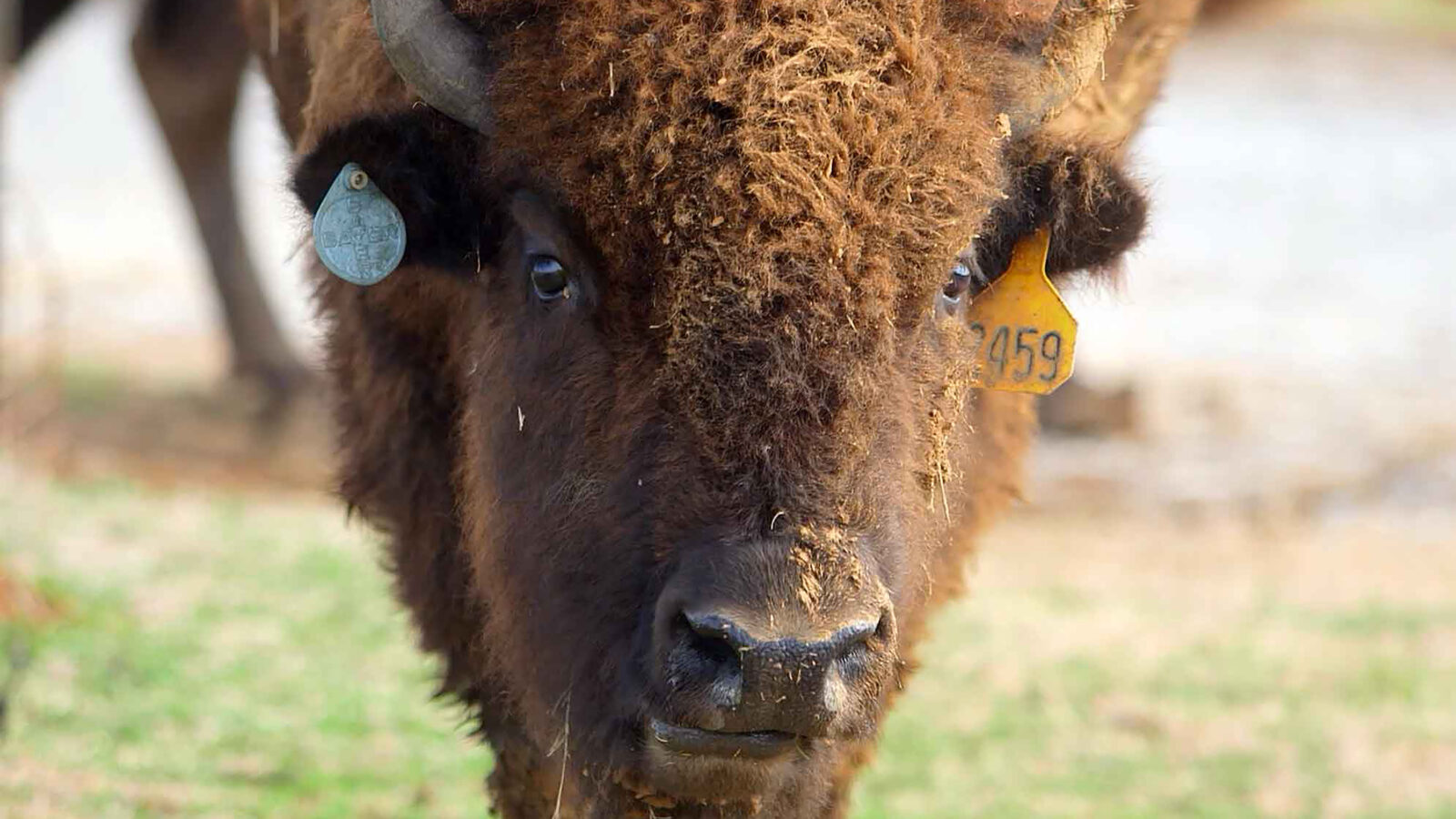 A portrait of a buffalo