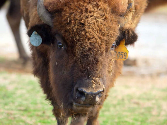 A portrait of a buffalo