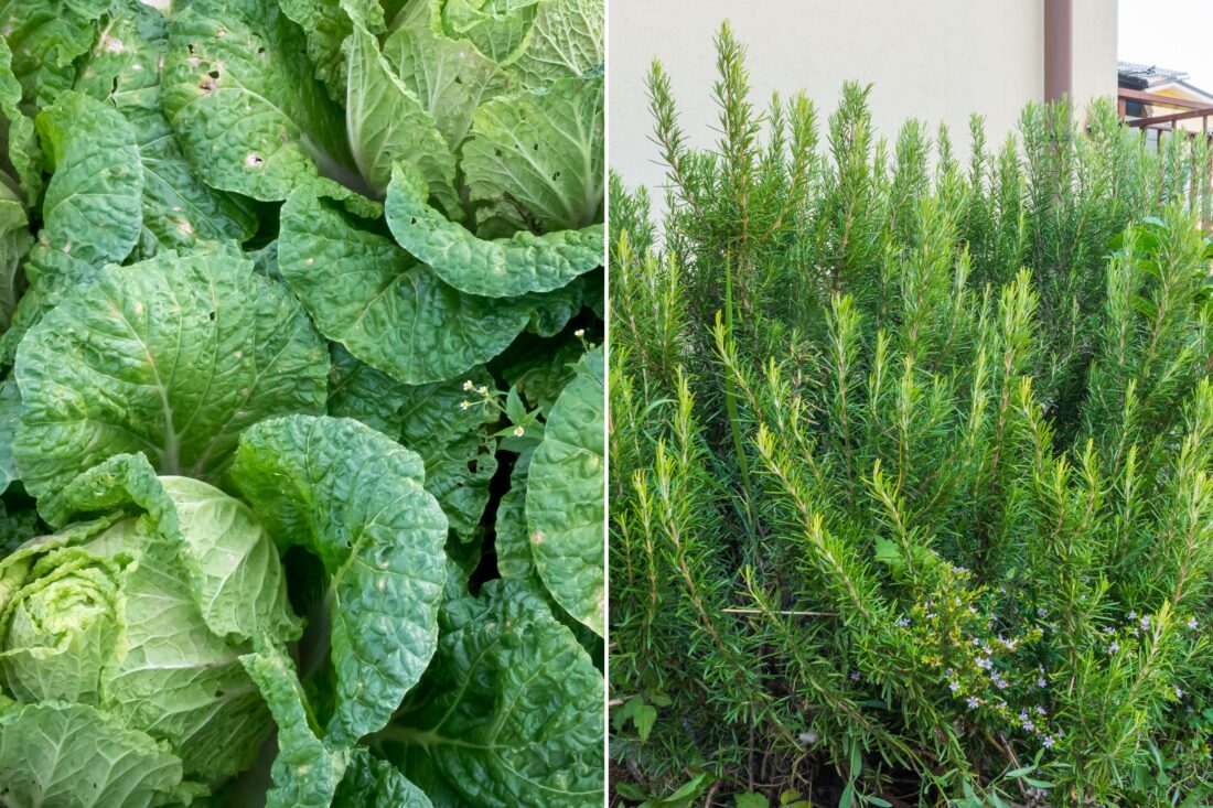 Two photos: cabbage, a rosemary bush