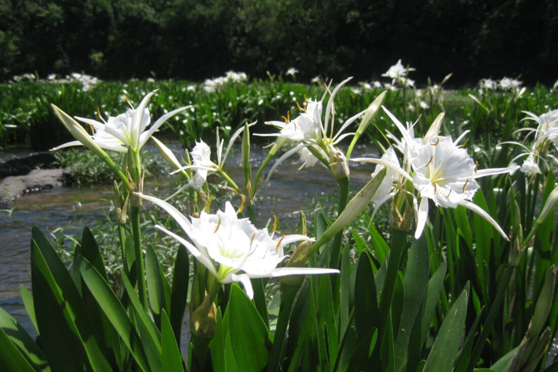 White lilies in a pond