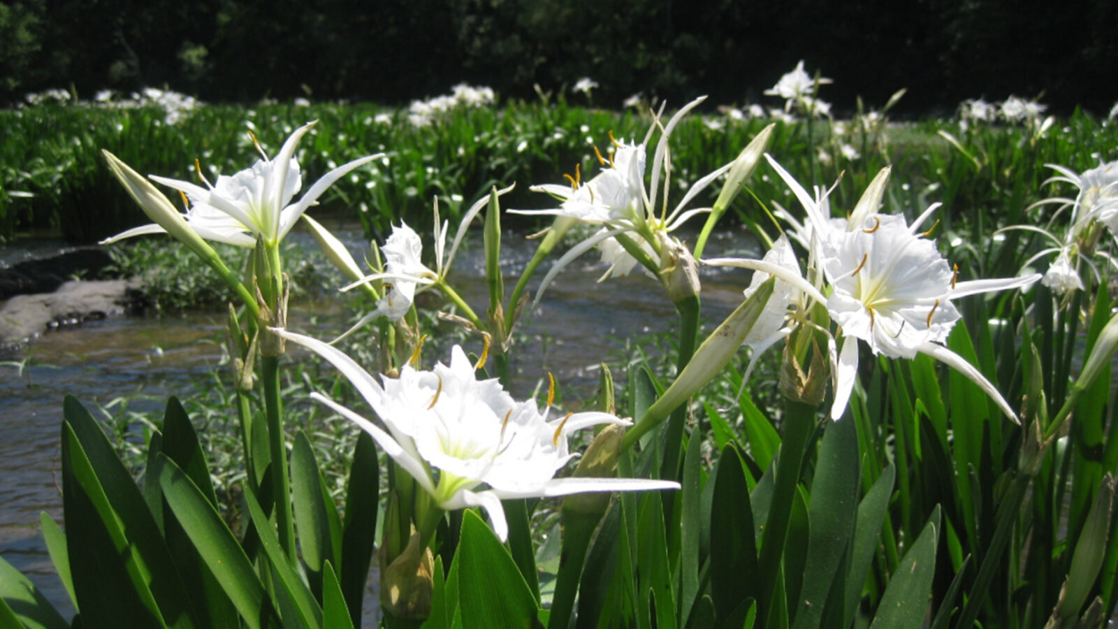 White lilies in a pond