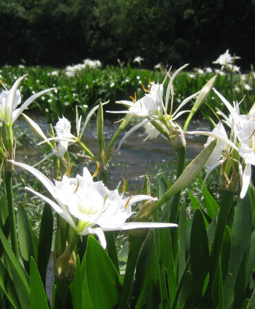 White lilies in a pond