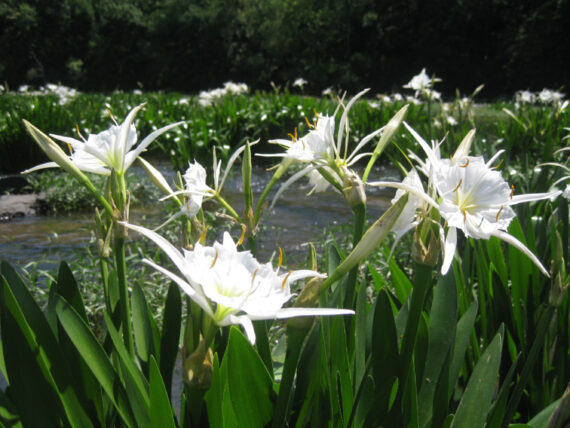 White lilies in a pond