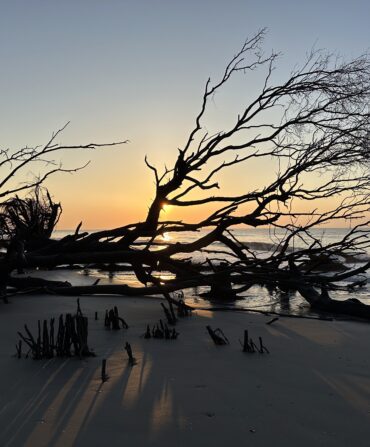 The remnants of a tree toppled over on a beach at sunrise