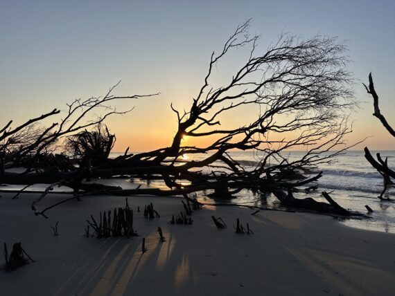 The remnants of a tree toppled over on a beach at sunrise