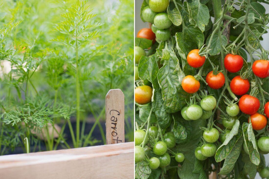 Two photos: carrots growing in a raised garden bed, tomatoes on a vine