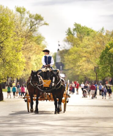 A horse-drawn carriage rides down a sunny street