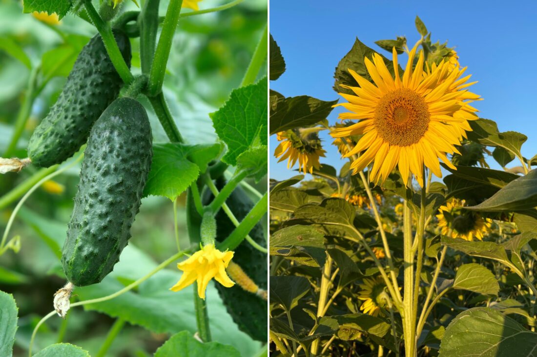 Two photos: cucumbers on a vine, a sunflower