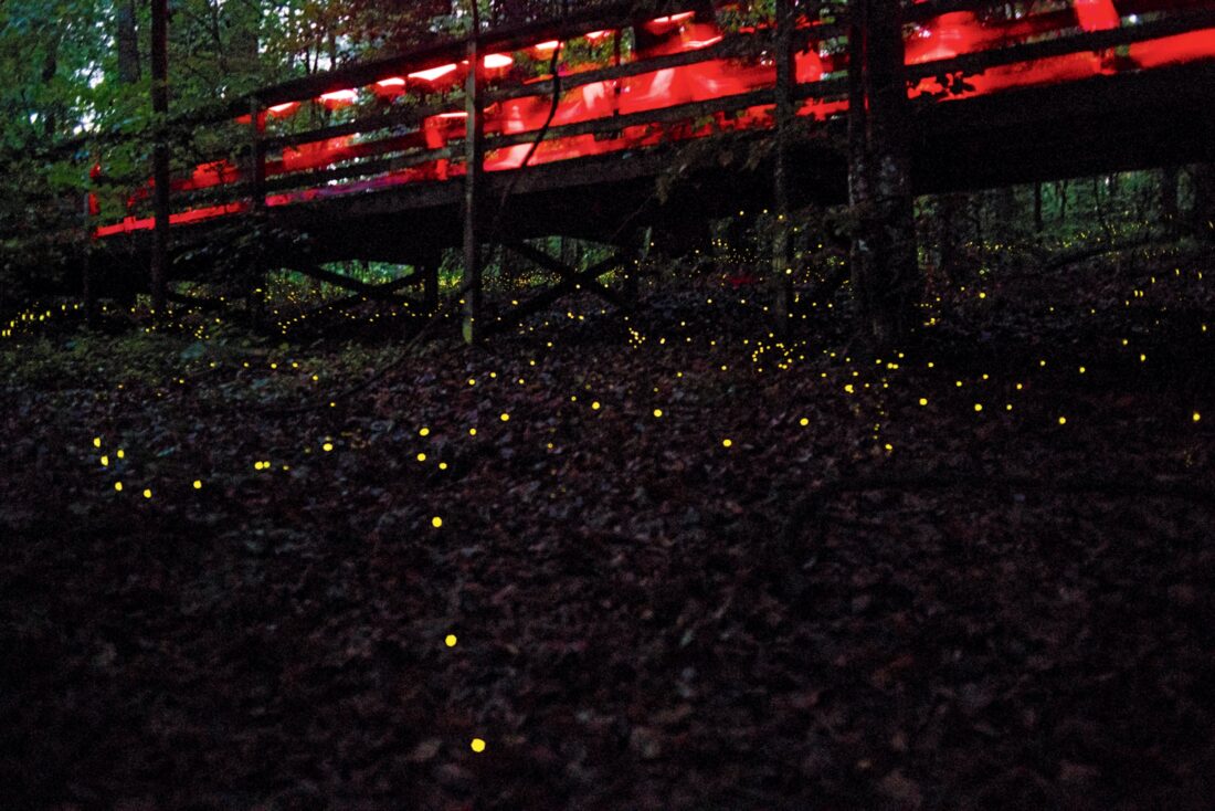 Fireflies light up on a forest floor
