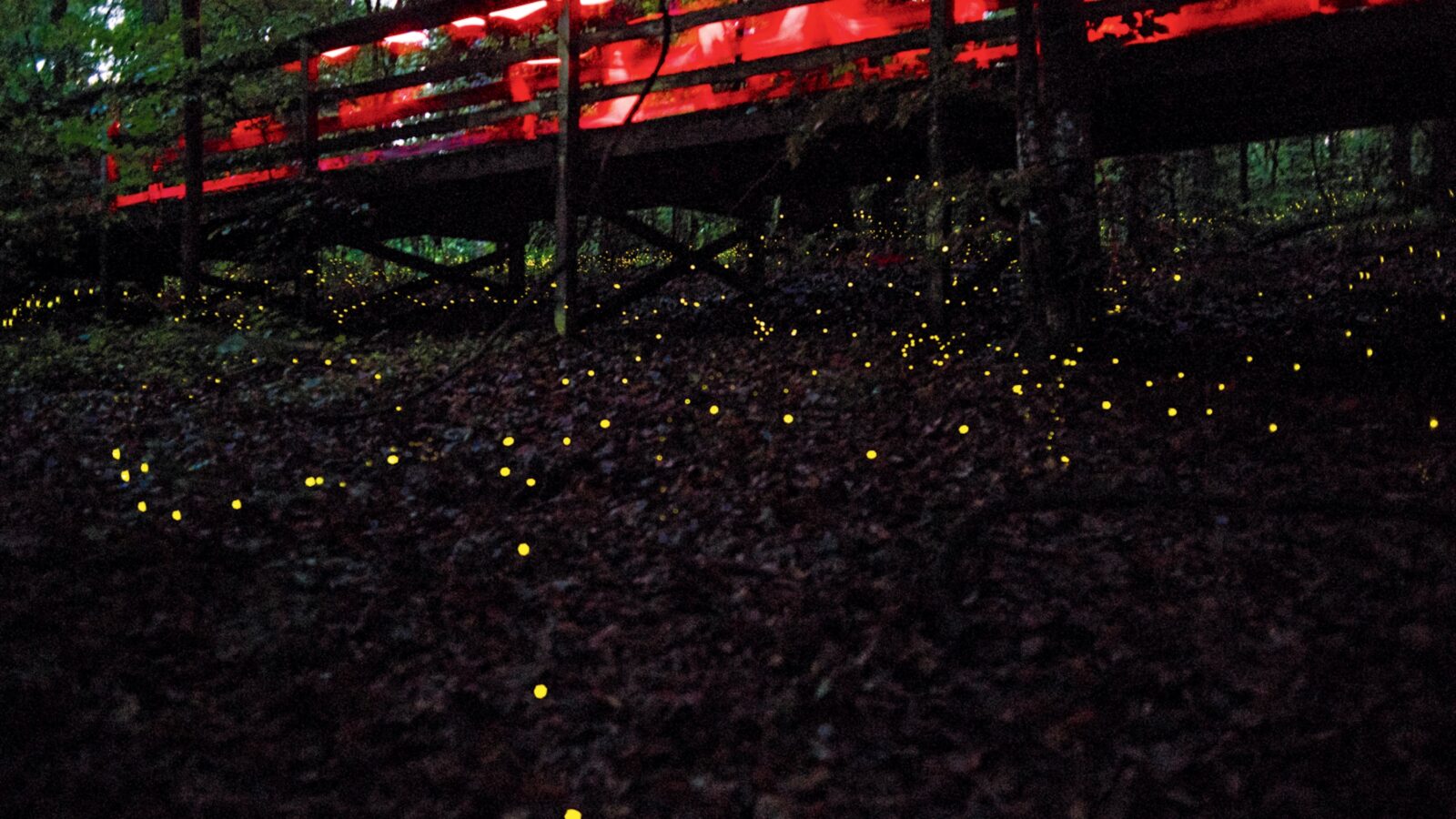Fireflies light up on a forest floor