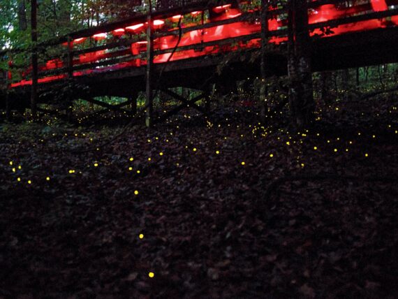 Fireflies light up on a forest floor