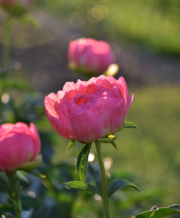 Peonies in bloom