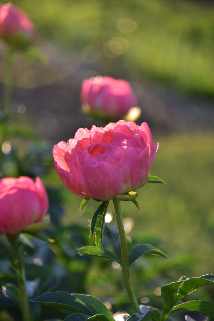 Peonies in bloom