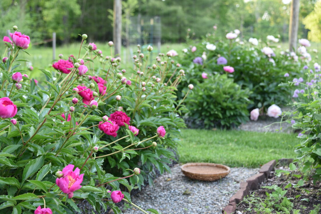A garden with peonies