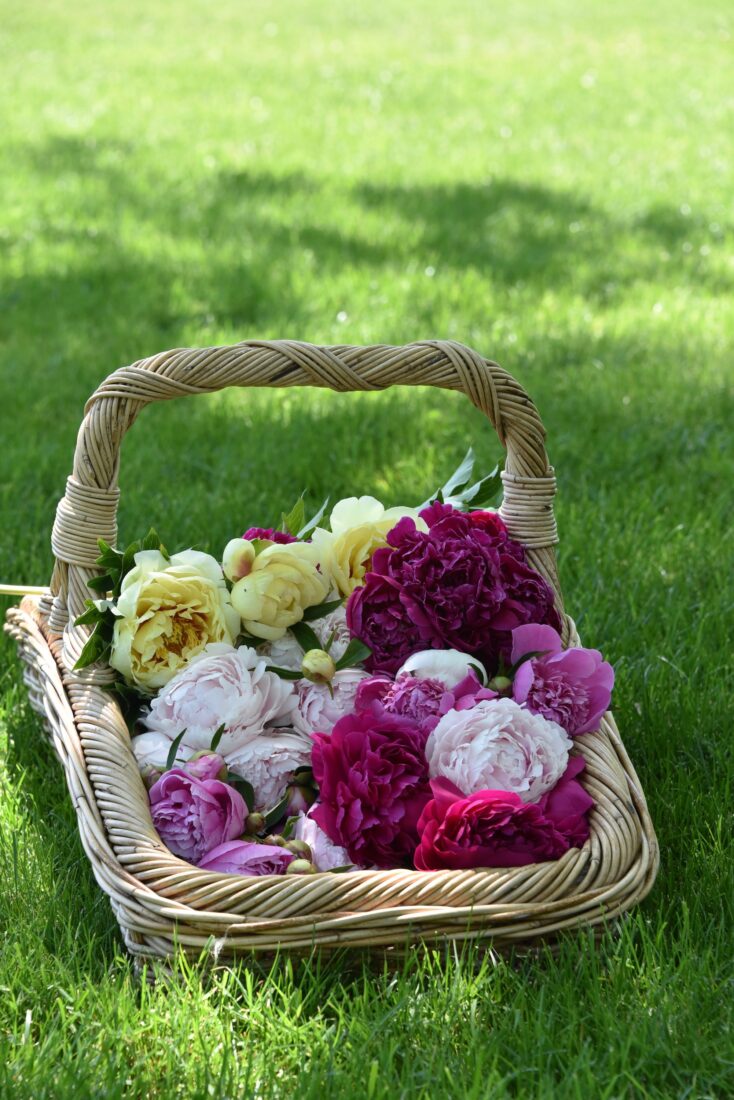 A basket of peonies
