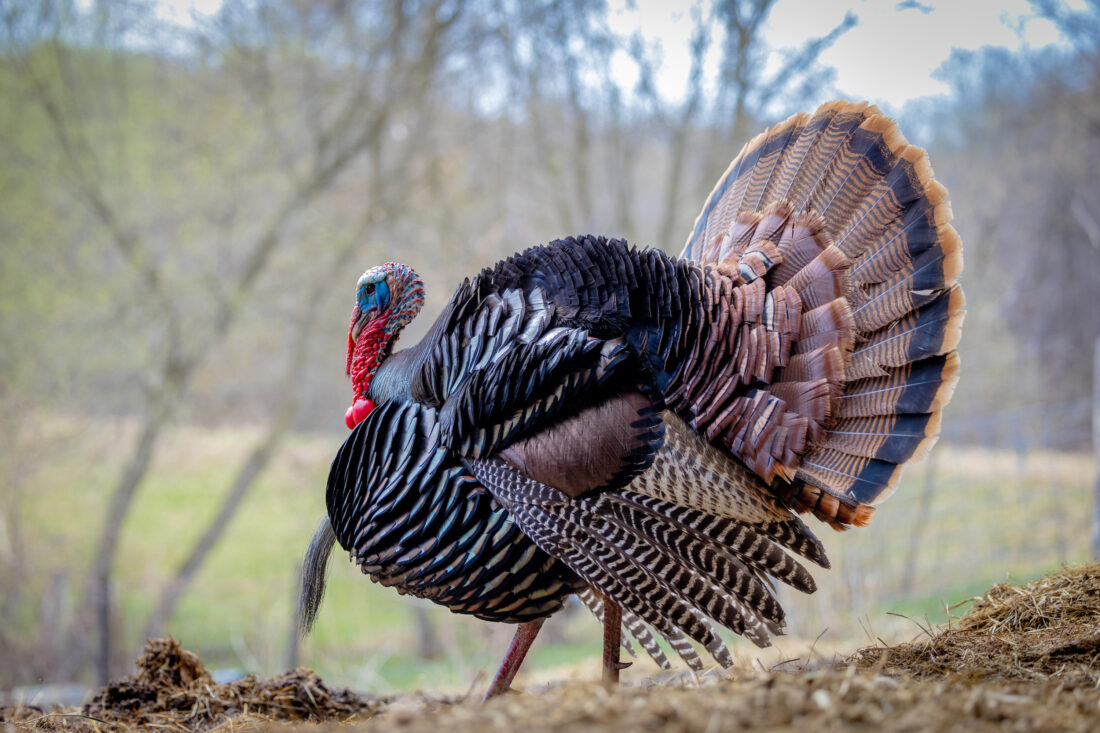 A turkey in a field