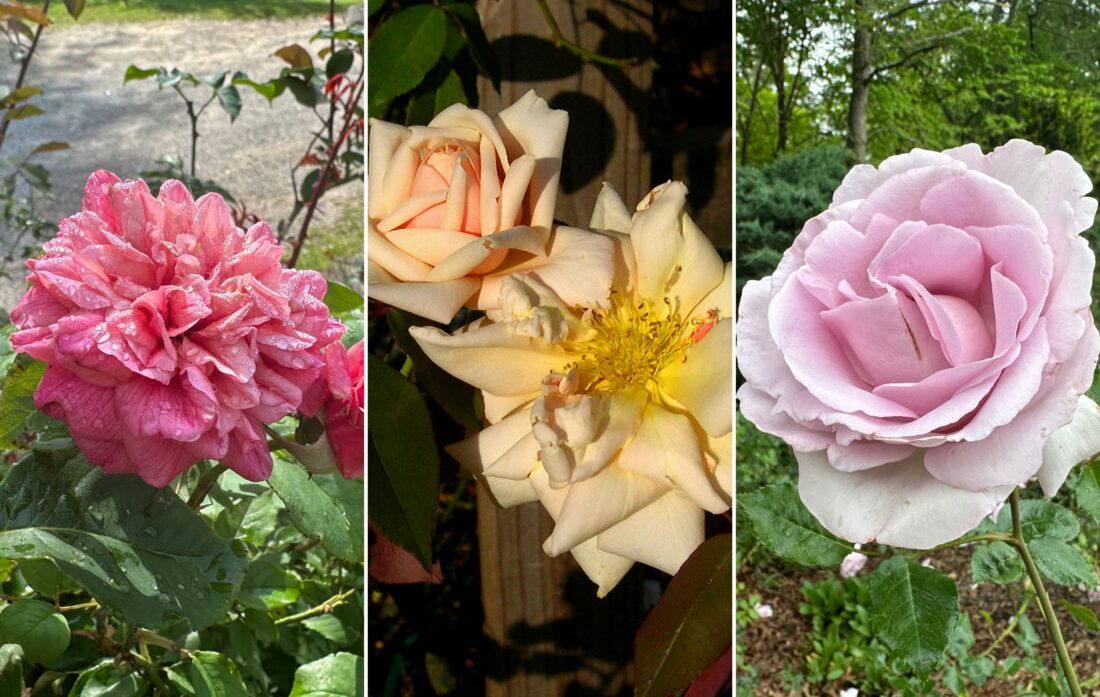 A collage of different blooms of roses