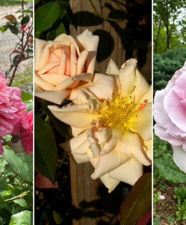 A collage of different blooms of roses