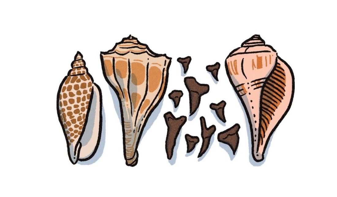 An illustration of sea shells