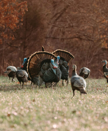 Several wild turkeys in a field