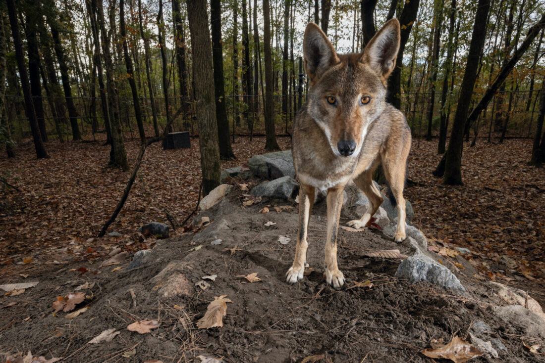 A captive red wolf stands on a rock in an enclosure