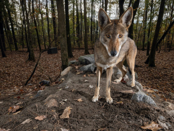 A captive red wolf stands on a rock in an enclosure