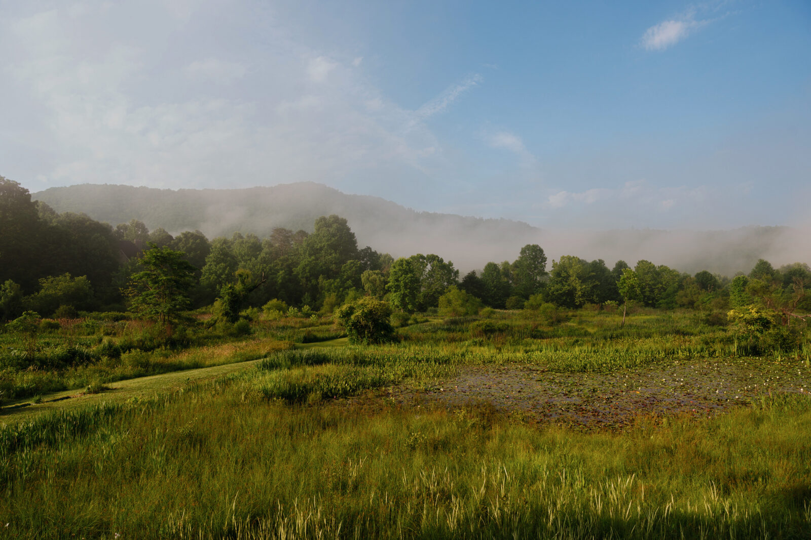 A water garden in front of a mountain landscape