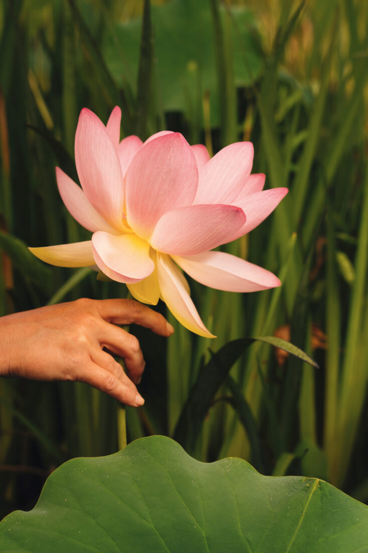 A hand holds a pink lotus flower