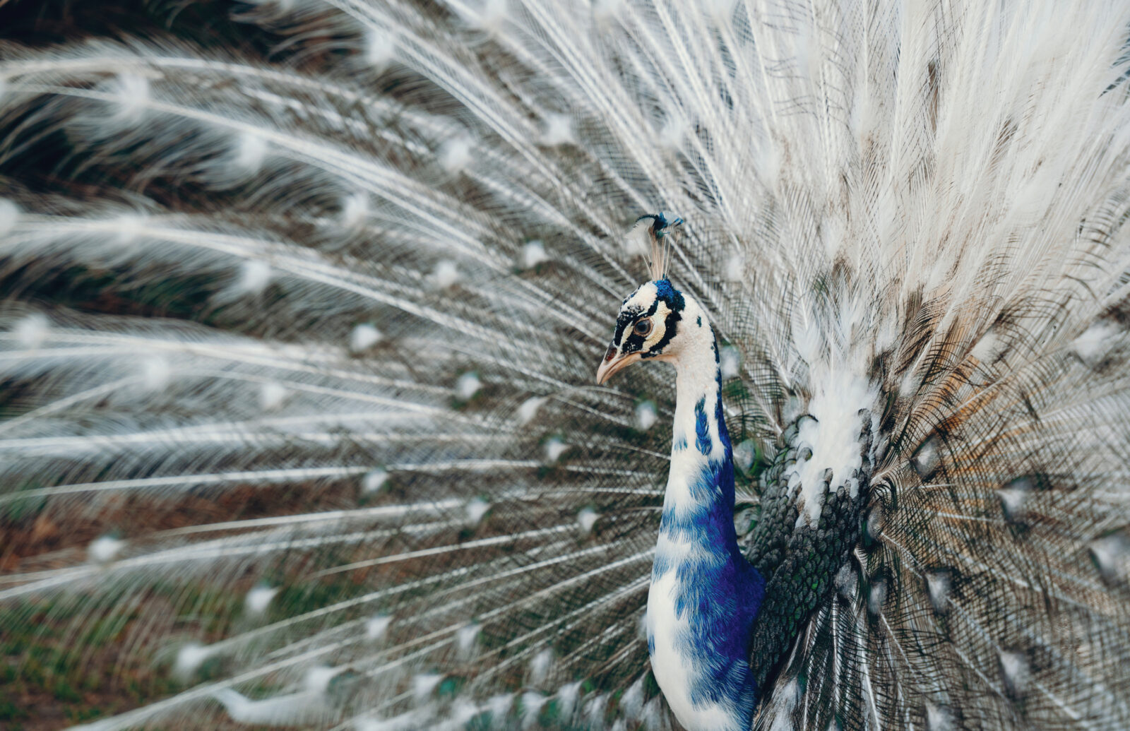 A portrait of a peacock